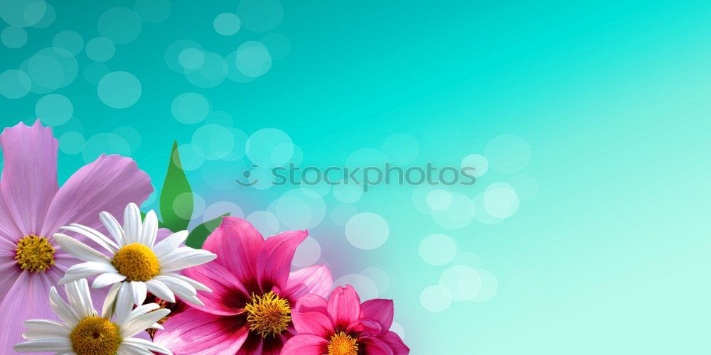 Similar – Pink cup with flying flowers