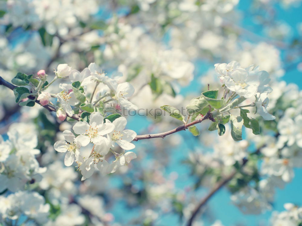 Similar – Image, Stock Photo tree blossoms Spring Tree