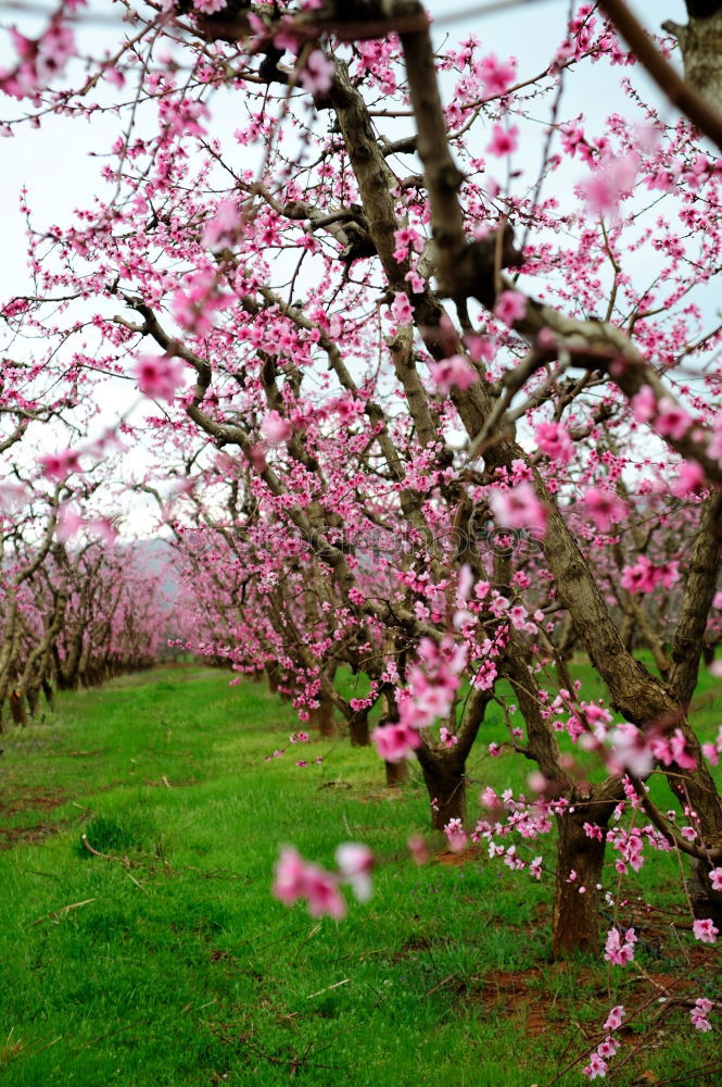 Similar – Image, Stock Photo in love with the peaches iii