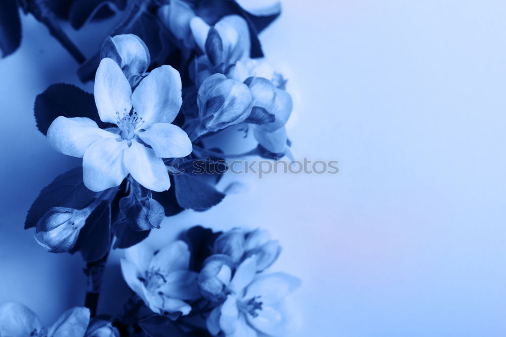 Similar – Foto Bild Blaue Blumen auf blauem Hintergrund