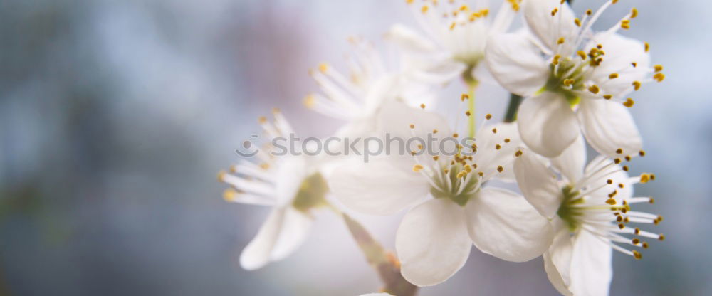 Similar – spring Blossom Tree