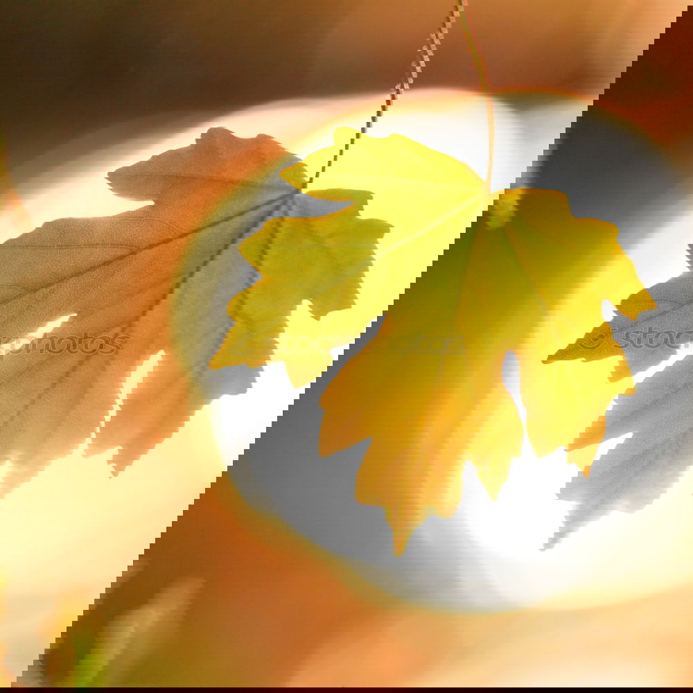 Similar – Image, Stock Photo Autumn leaf with sun rays
