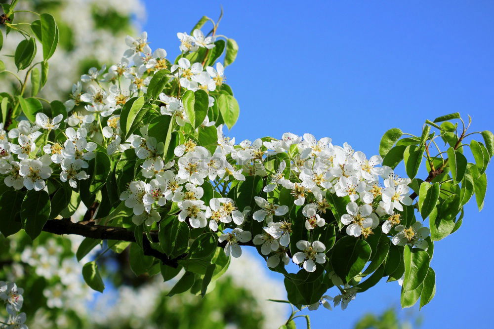 Image, Stock Photo tree blossoms Spring Tree