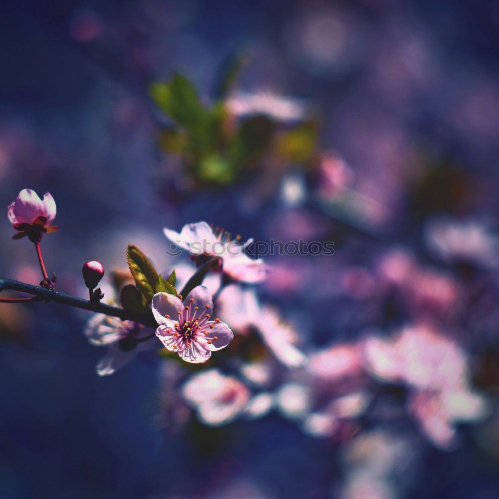 Similar – cherry blossom