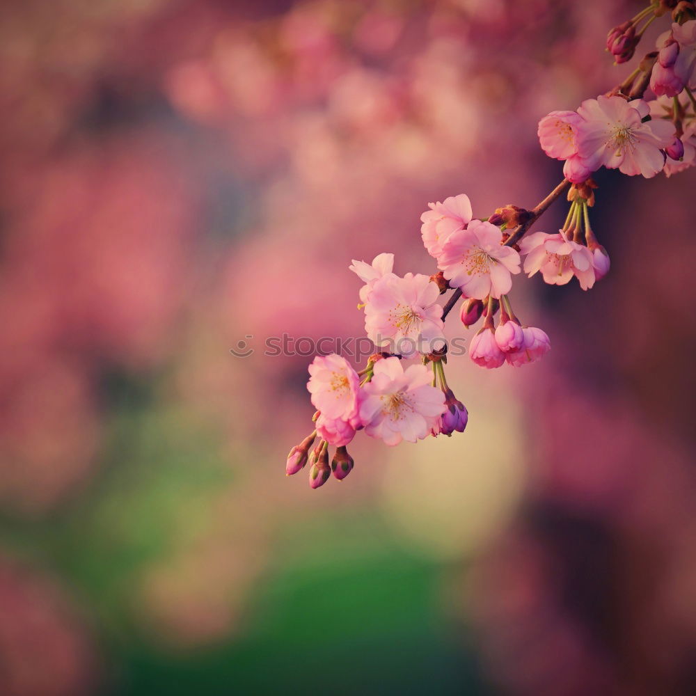 Similar – Image, Stock Photo cherry blossom Spring Jump