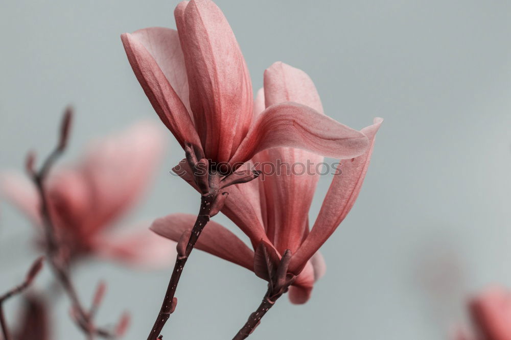 Similar – Fresh Spring Tulips On Wooden Table