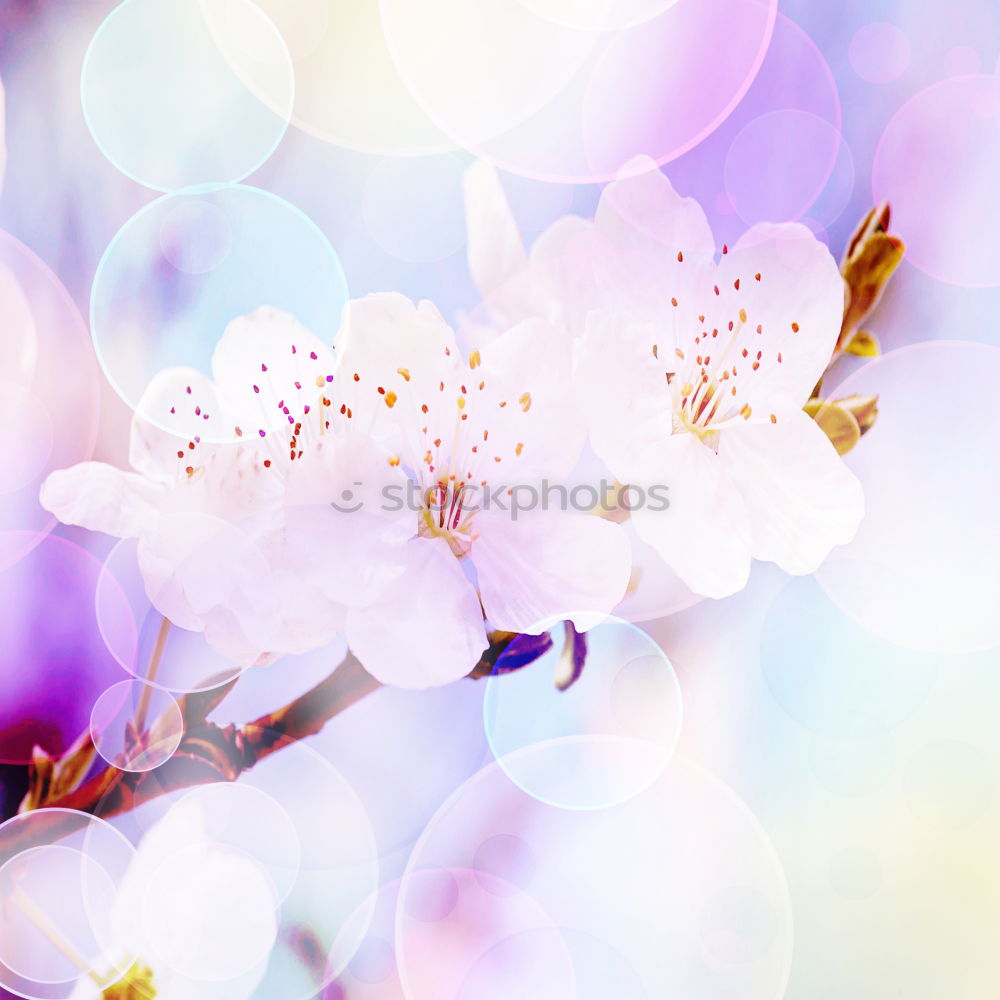 Similar – Image, Stock Photo Spring nature background with white flowers