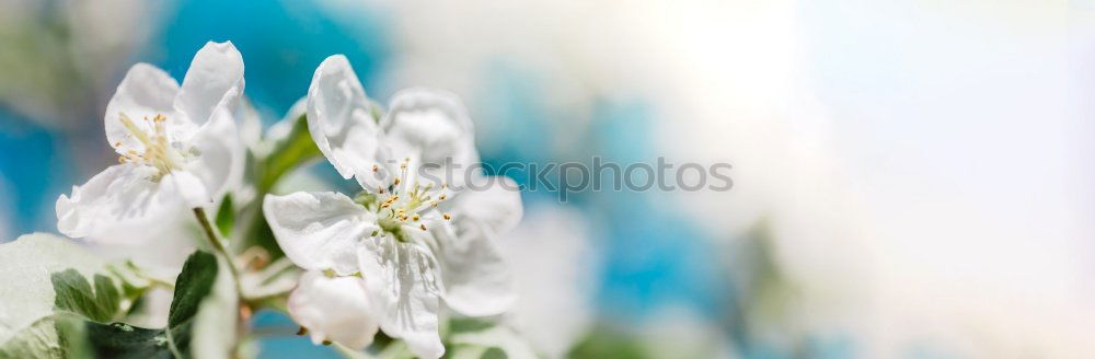 Similar – Image, Stock Photo Tulips bouquet red green orange