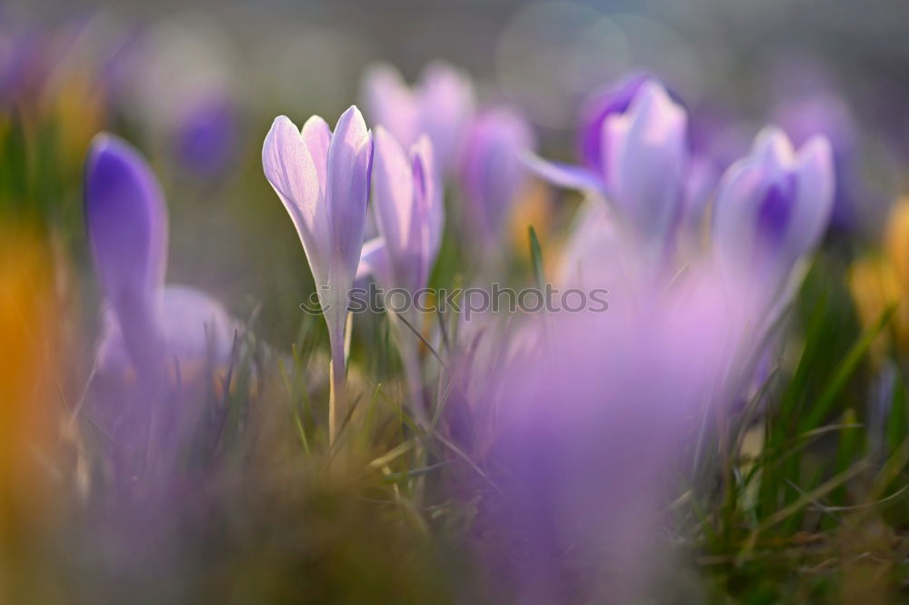 Similar – Image, Stock Photo au revoir dreariness