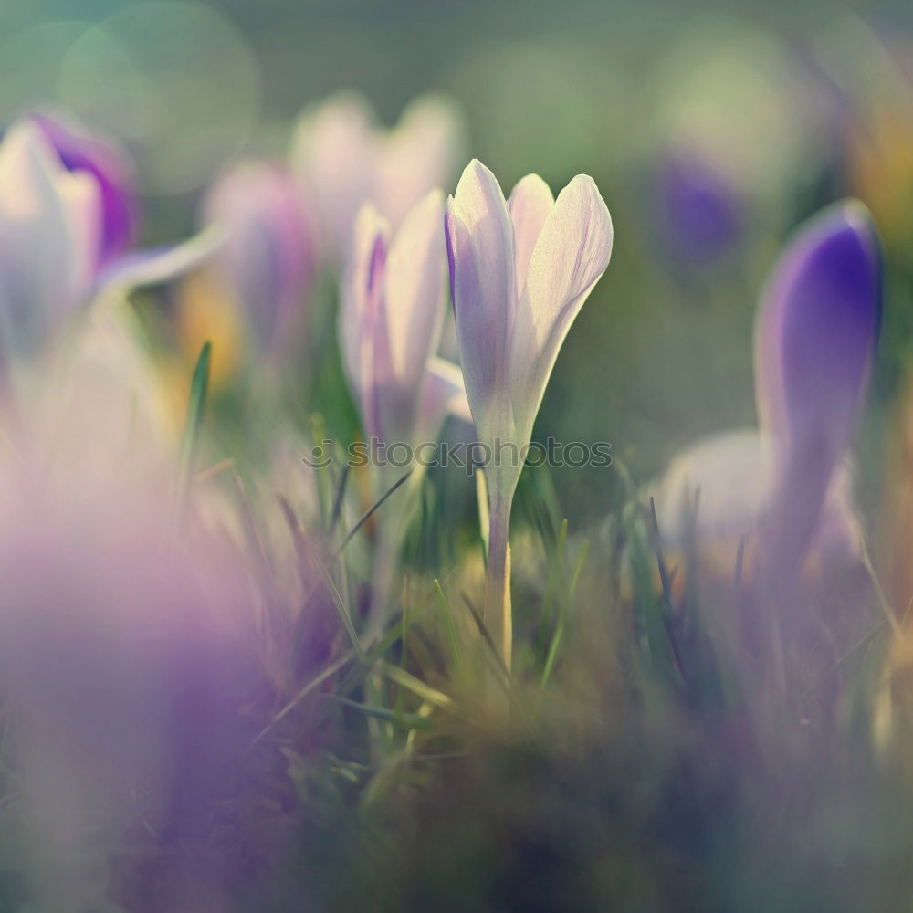 Similar – Spring garden or park with first crocuses