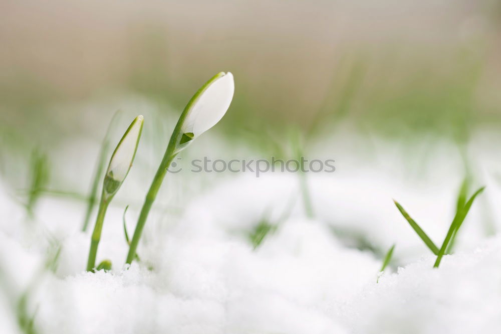 Similar – etwas winter Frühling grün