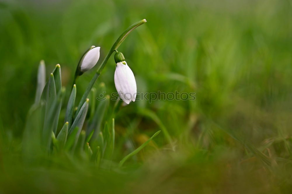 Similar – Image, Stock Photo at the beginning of spring