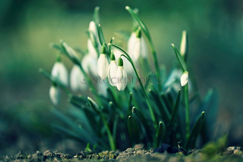 Image, Stock Photo Spring is coming! Wellness