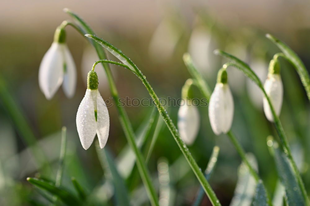 Similar – Image, Stock Photo Snow-e bell, white skirt, e-it’s spring time, …