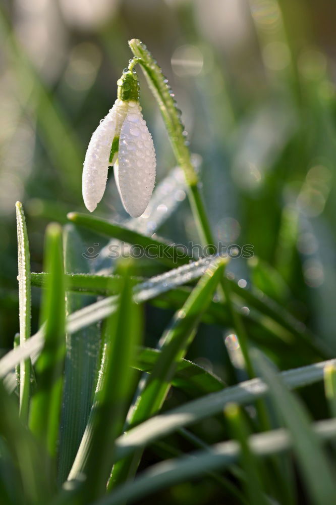 Similar – Frühling 2 Schlosspark