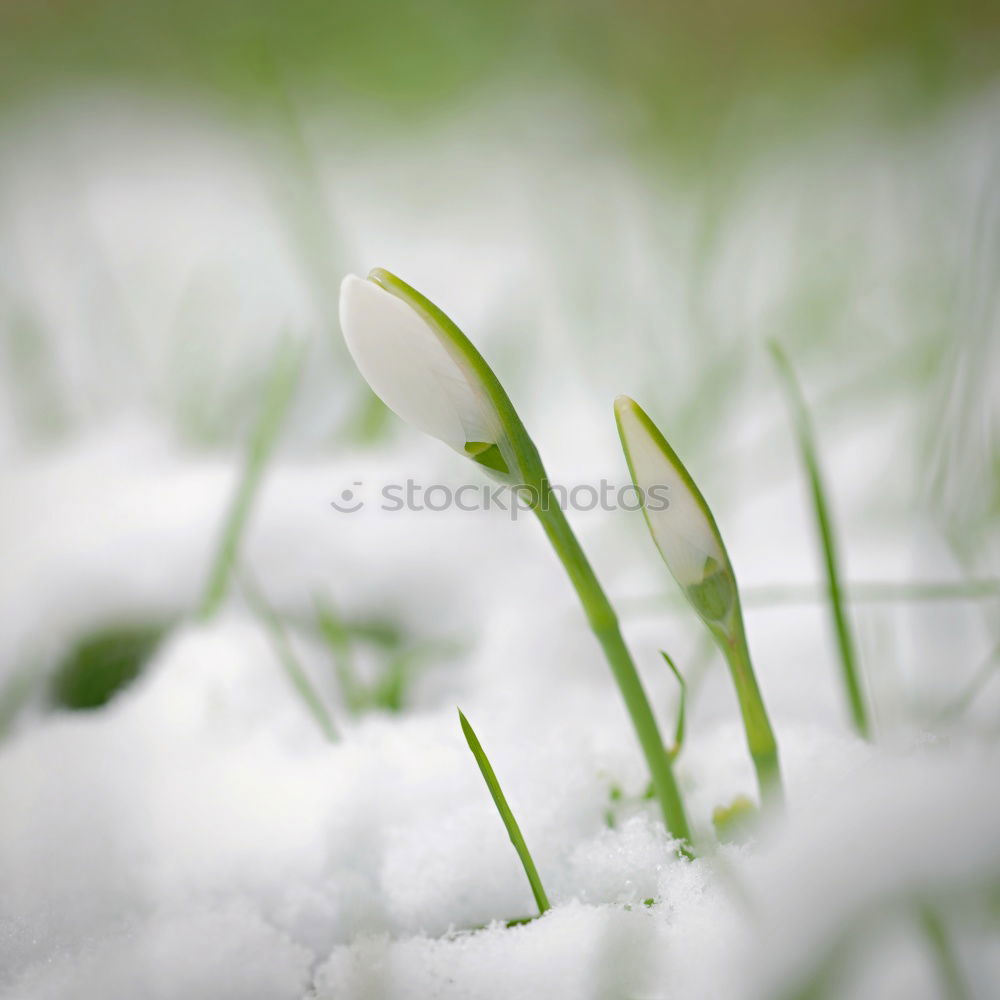 Similar – Image, Stock Photo Look who’s blossoming.