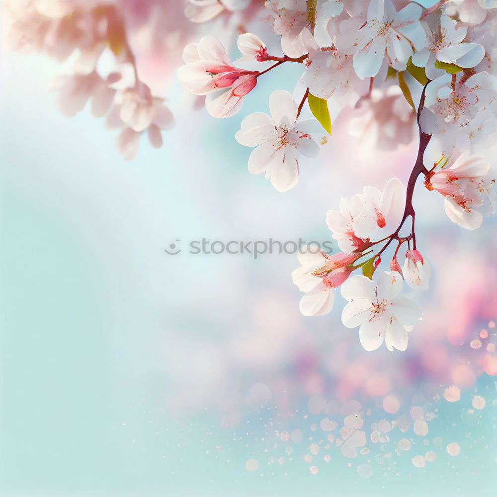 Similar – White spring cherry blossom on blue background