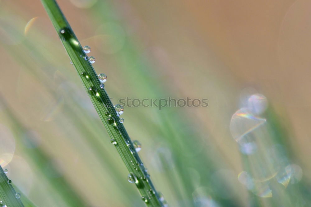 Similar – drops on the green leaves