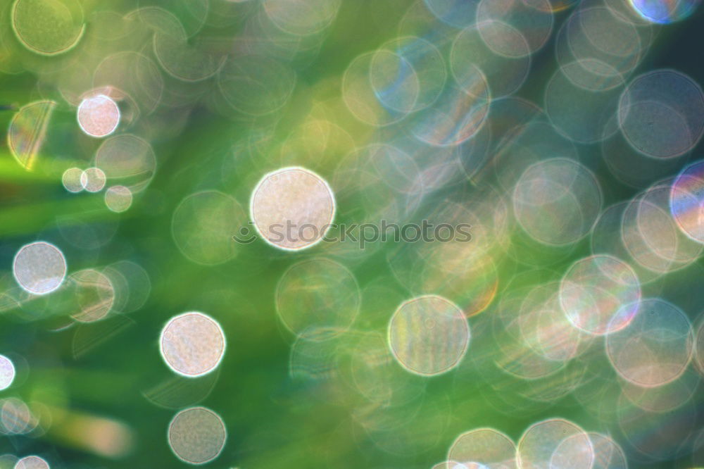 Similar – Image, Stock Photo glittering grass Grass