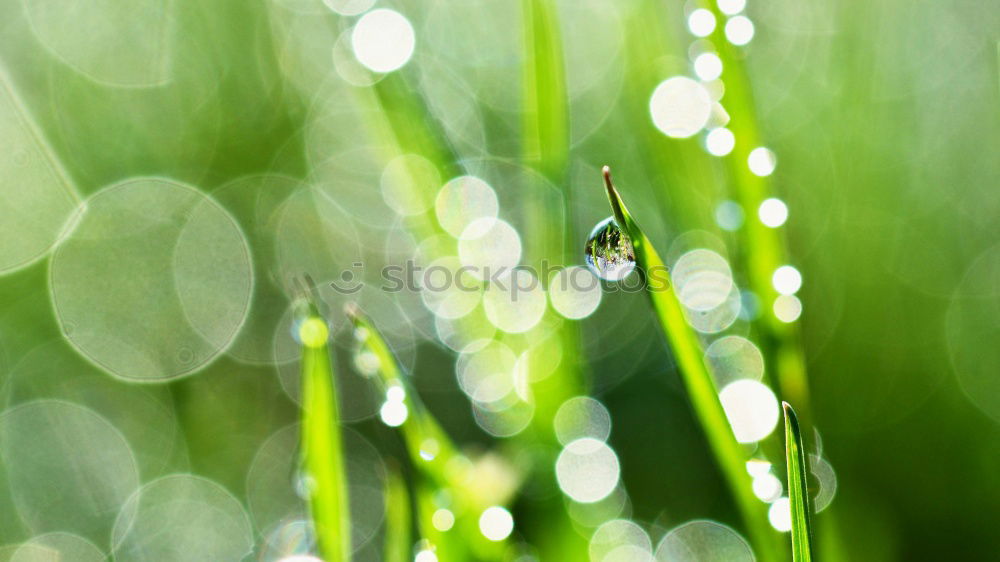 Similar – Image, Stock Photo Barberry with raindrops