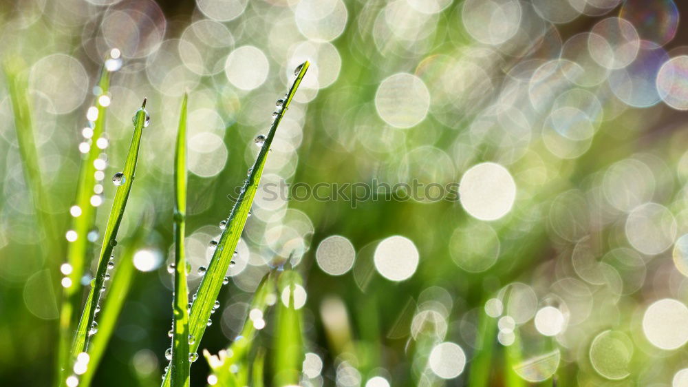 Similar – zartgrün Natur Pflanze