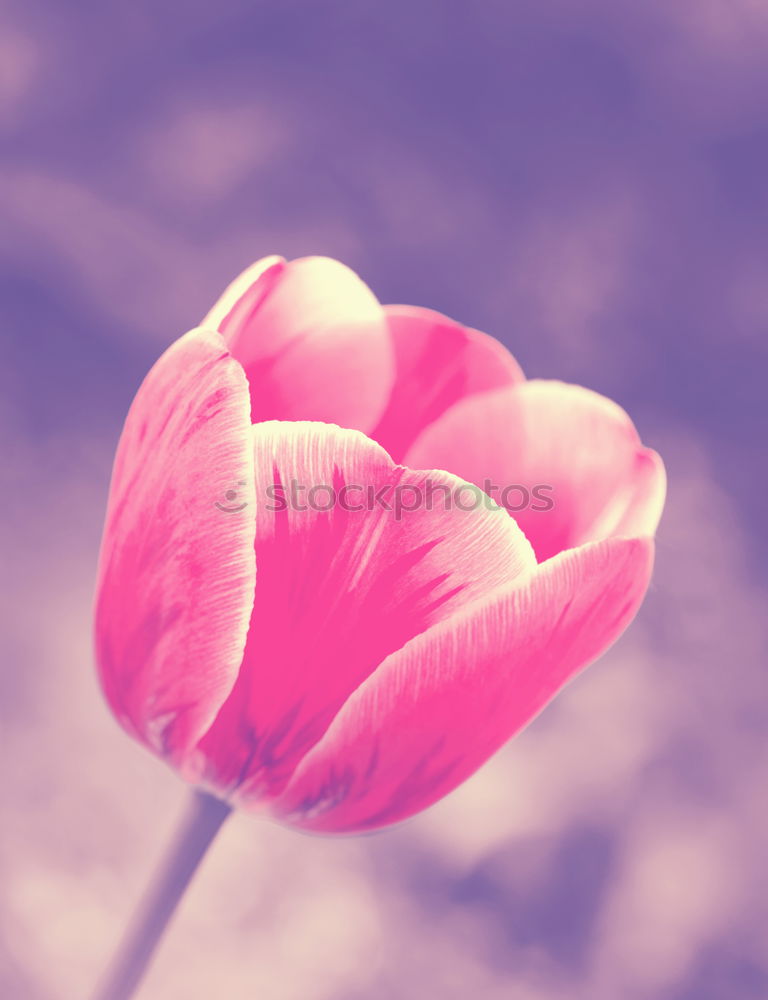 Similar – Image, Stock Photo fleur sur le long champ