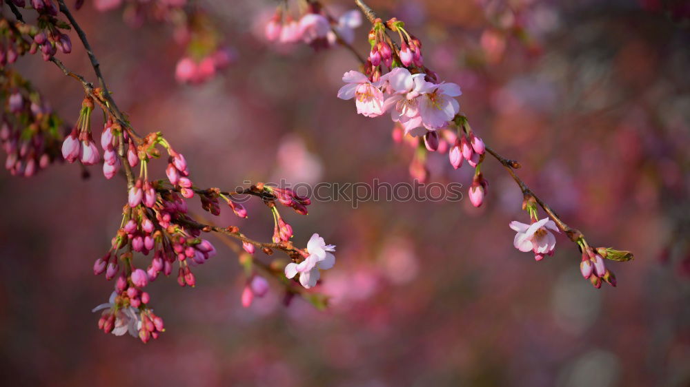 Similar – cherry blossom 2