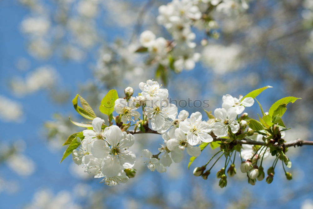 Similar – Foto Bild Spring in bloom springen