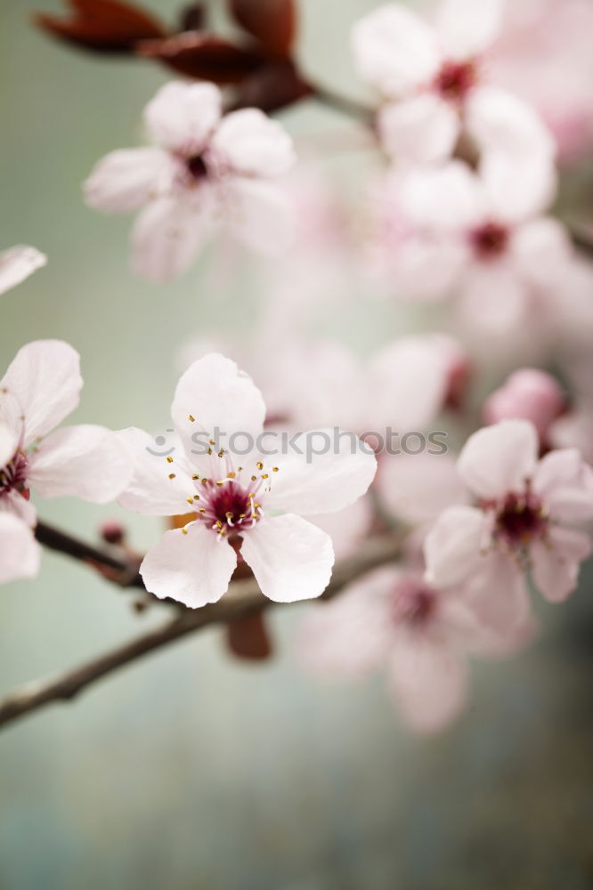 Similar – Image, Stock Photo Cherry blossoms on a branch