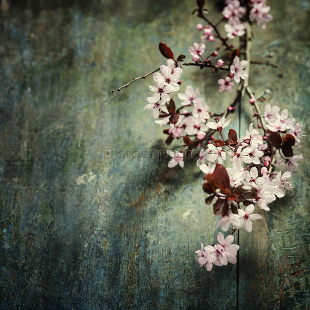 Similar – Cherry blossom | pink ornamental flower