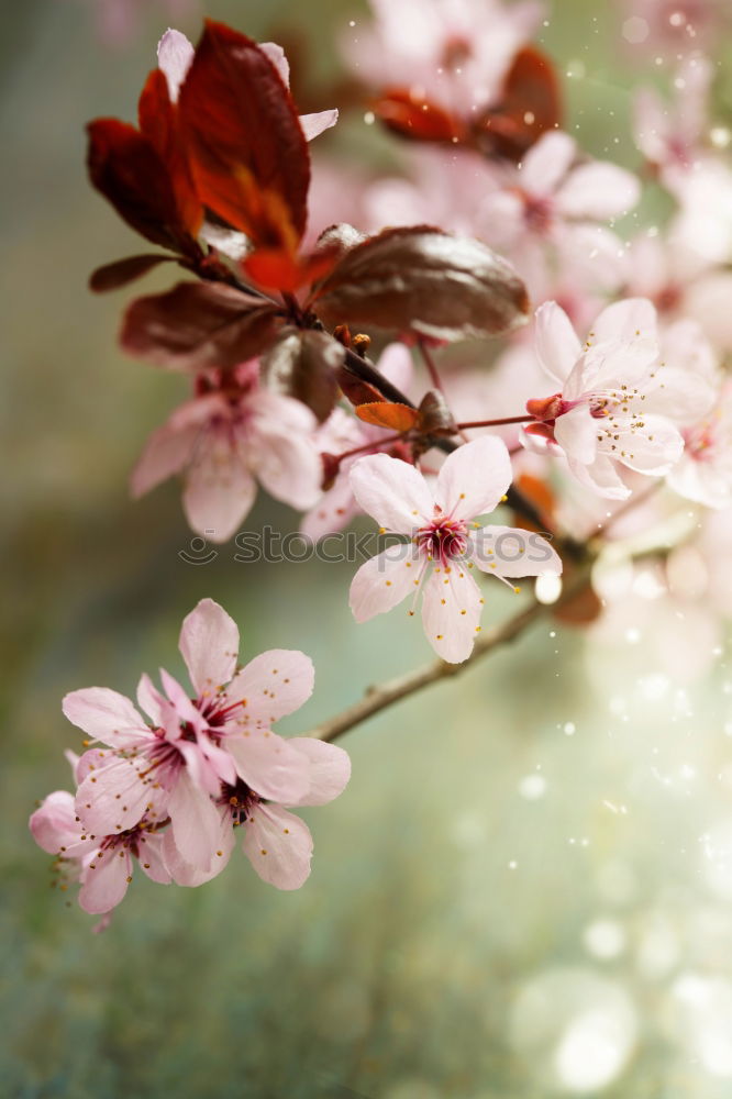 Similar – Image, Stock Photo Man, it’s cold! Blossom