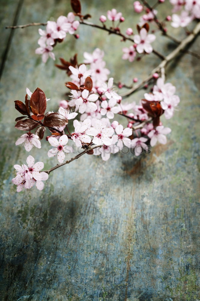 inception Blossom Tree