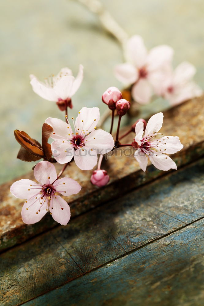 Similar – Image, Stock Photo bouquet of blossoming fruit trees