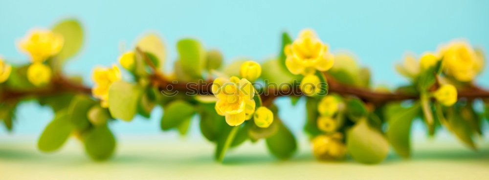 Similar – Foto Bild Kleine Sonne Umwelt Natur