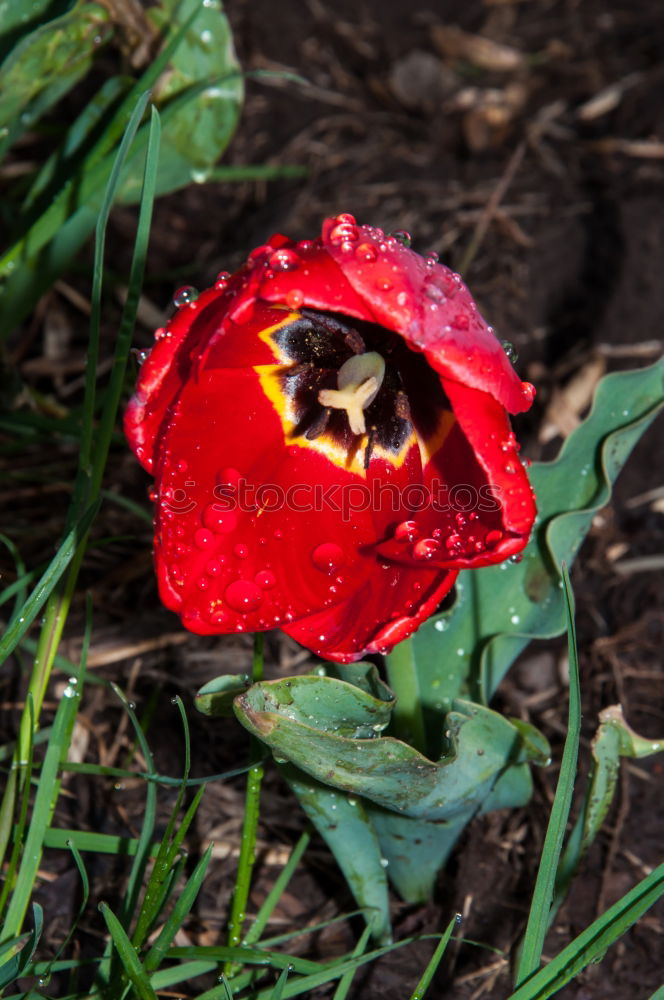 Similar – Mohnblüte Pflanze Frühling