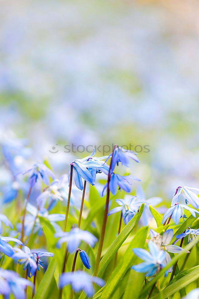 Similar – Image, Stock Photo flower macro Nature