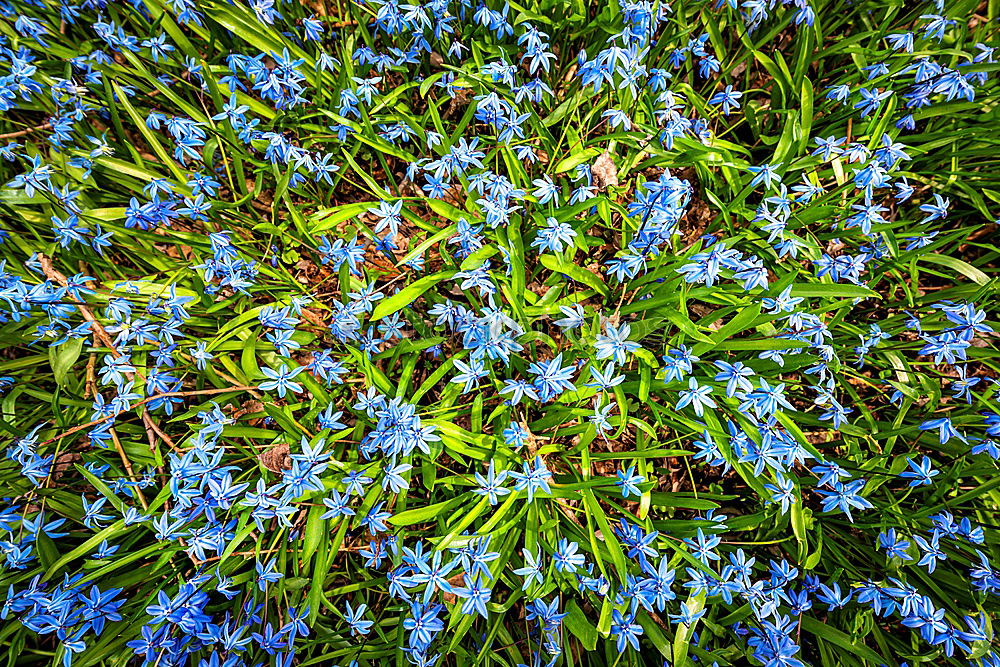 Similar – kornblumen Pflanze grün