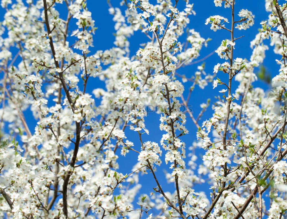 Similar – Image, Stock Photo BLOOD TERROR Flower