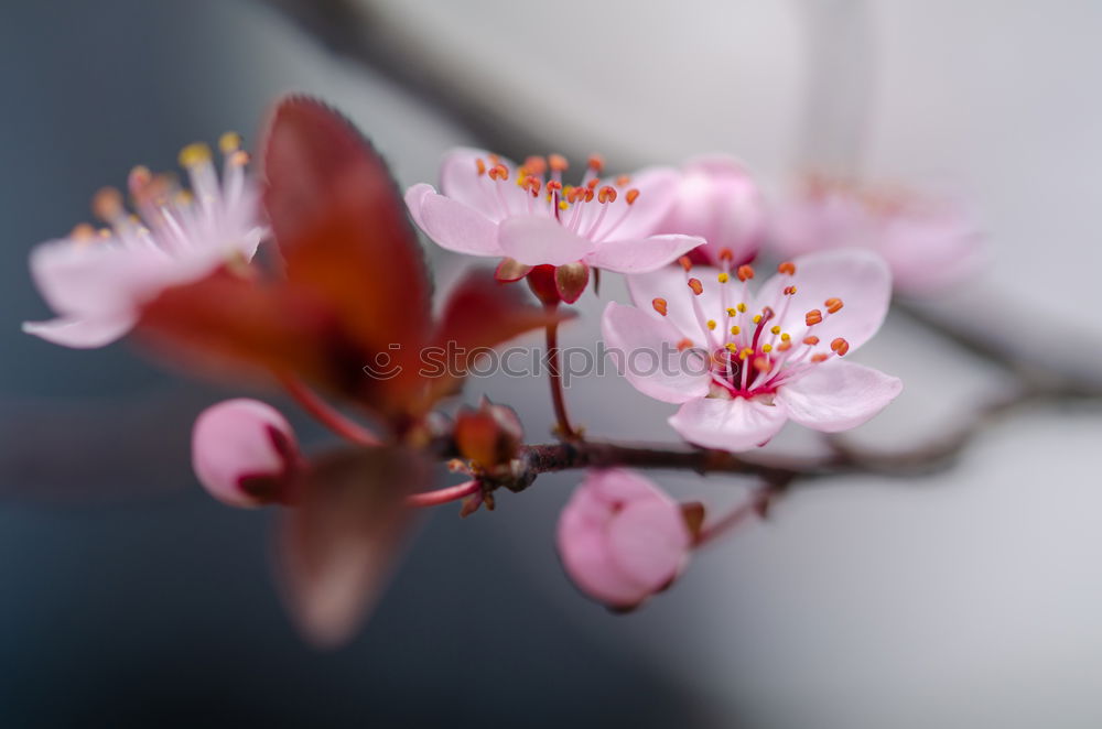 Similar – Image, Stock Photo cherry blossom 3 Elegant