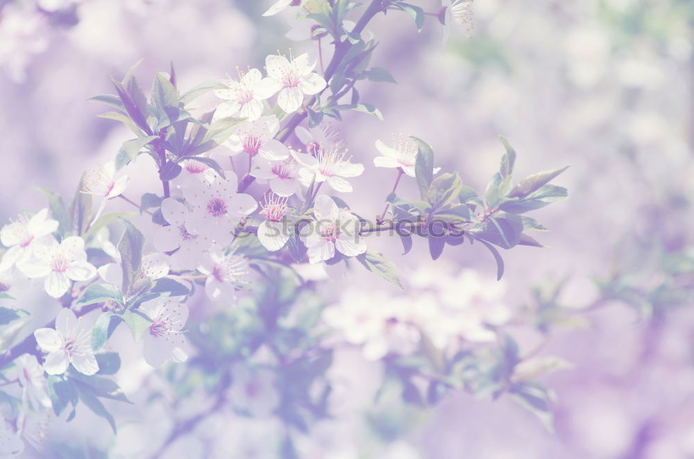 Similar – Image, Stock Photo ::16-27:: Nature Plant