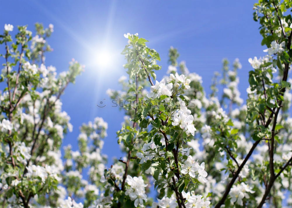 Similar – apple tree blossoms