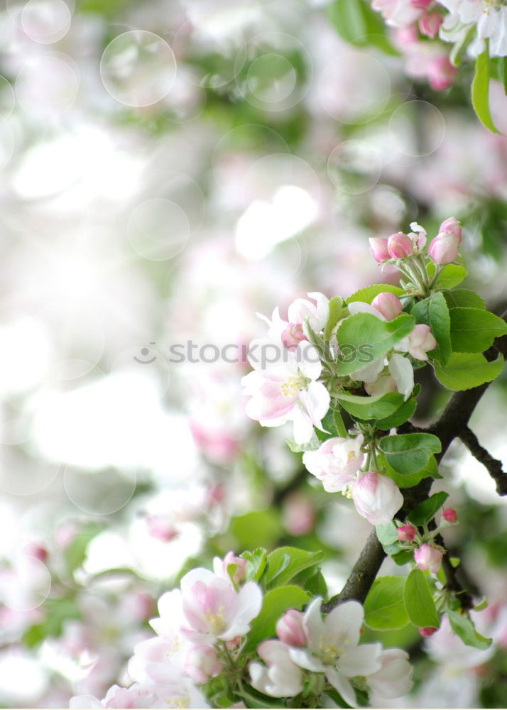 Similar – Image, Stock Photo Apple Tree Flowers