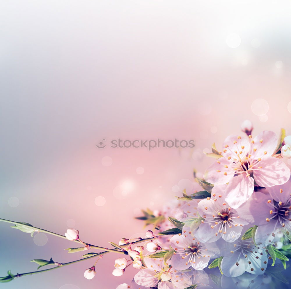 Similar – Image, Stock Photo Spring nature background with white flowers