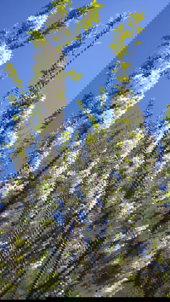 Similar – Image, Stock Photo May Plant Sky