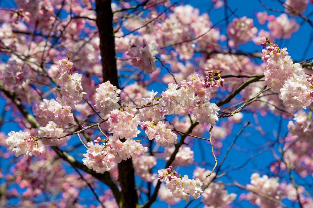 Similar – Image, Stock Photo Magnolienblüte