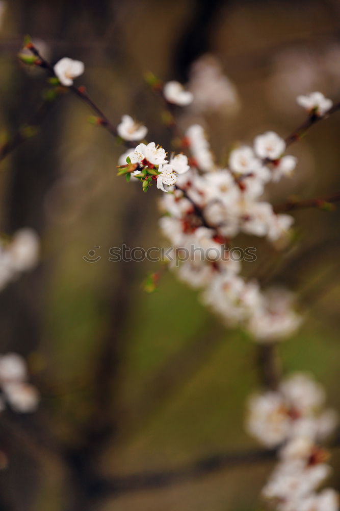 Similar – Foto Bild Sommer Blume Blüte weiß