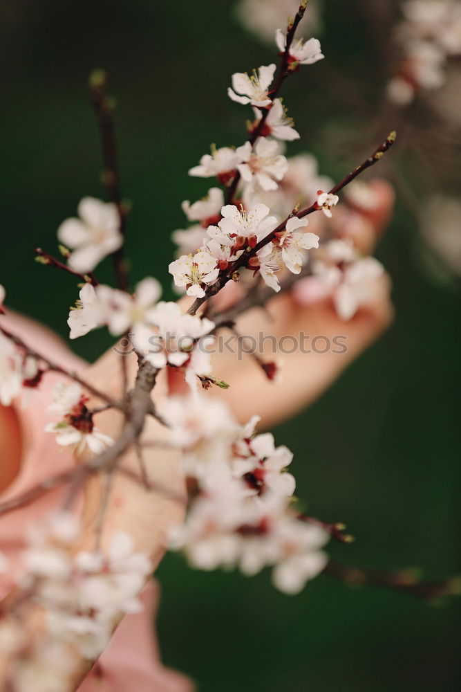 Similar – Image, Stock Photo White Apple Tree Flowers Spring Blossom