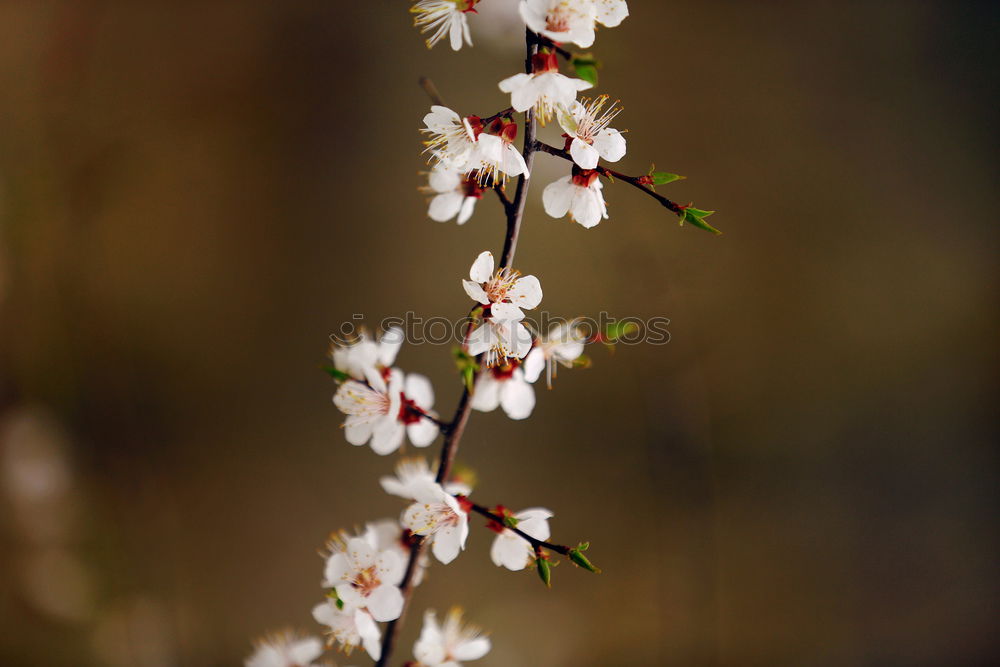 Similar – spring Blossom Tree