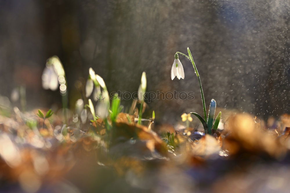 Similar – Image, Stock Photo Snowdrops in the rain