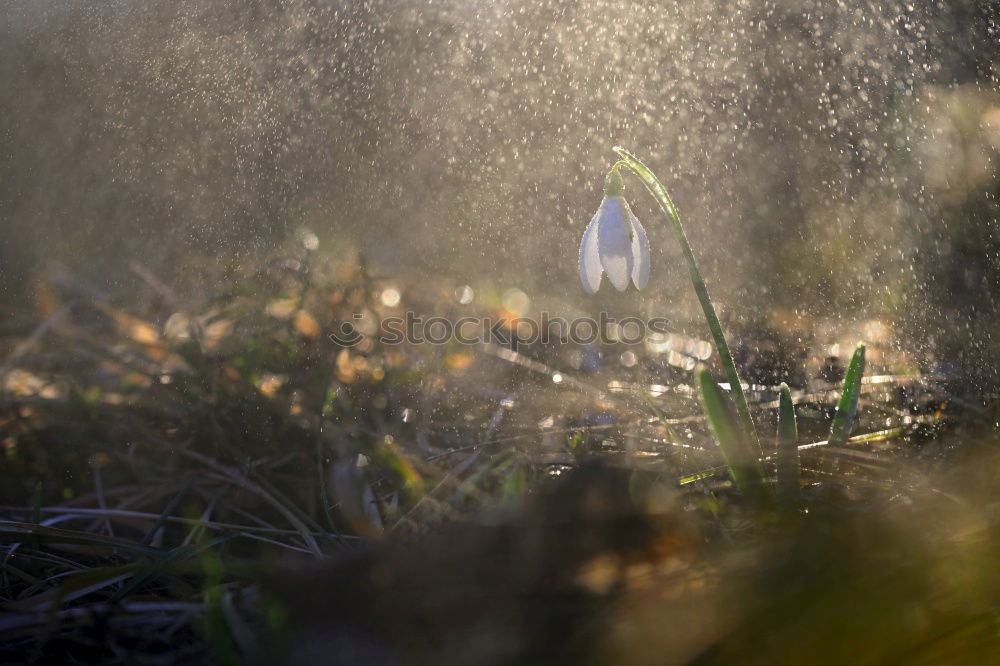 Similar – Image, Stock Photo Snowdrops in the rain